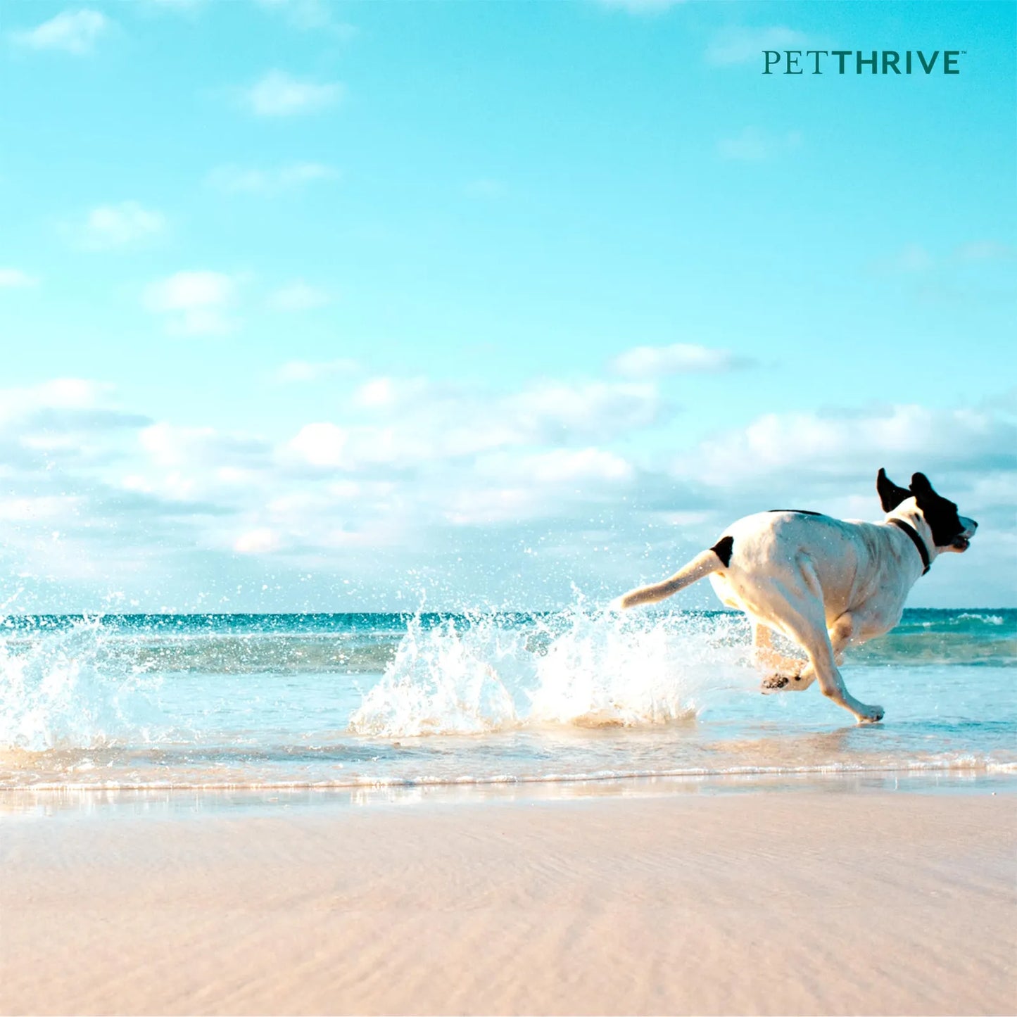 Masticables Suaves Para Perros Grandes Con Resveratrol Glucosamina Condroitina Sabor Tocino