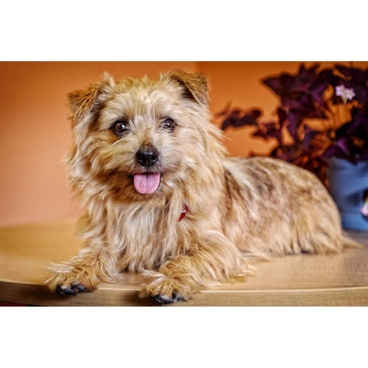 Masticables Dentales Clover Grin Para Perros Elimina Placa Y Mal Aliento Naturalmente