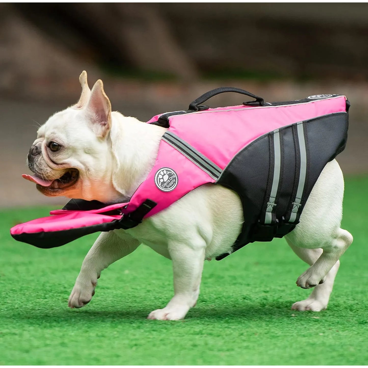 Chaleco Salvavidas Profesional Para Bulldog Francés Flotabilidad Superior Y Asa De Rescate