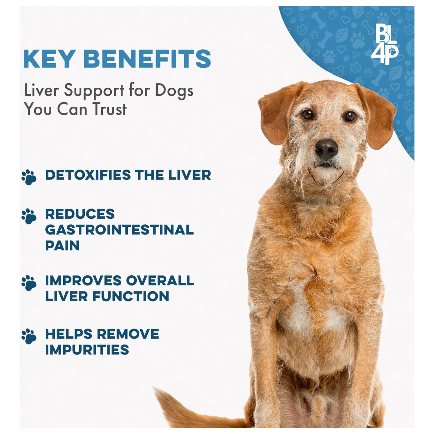 Soporte Hepático Natural Para Perros Digestivo Homeopático 100 Natural 450 Pastillas