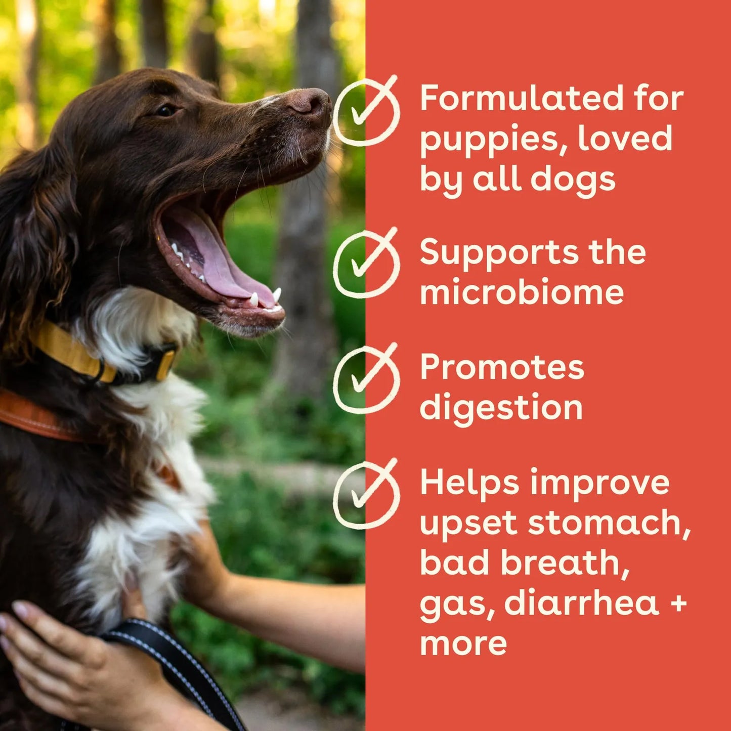 Suplemento Salud Intestinal E Inmunidad Para Perros Sabor Mantequilla De Maní 60 Masticables