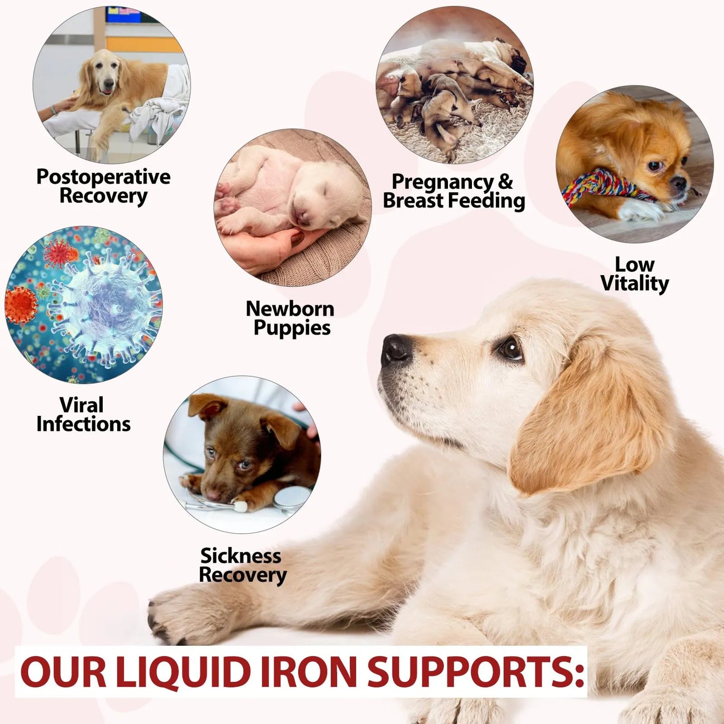 Hierro Líquido Para Perros Con Folato Y B12 Combate Anemia Y Aumenta Energía