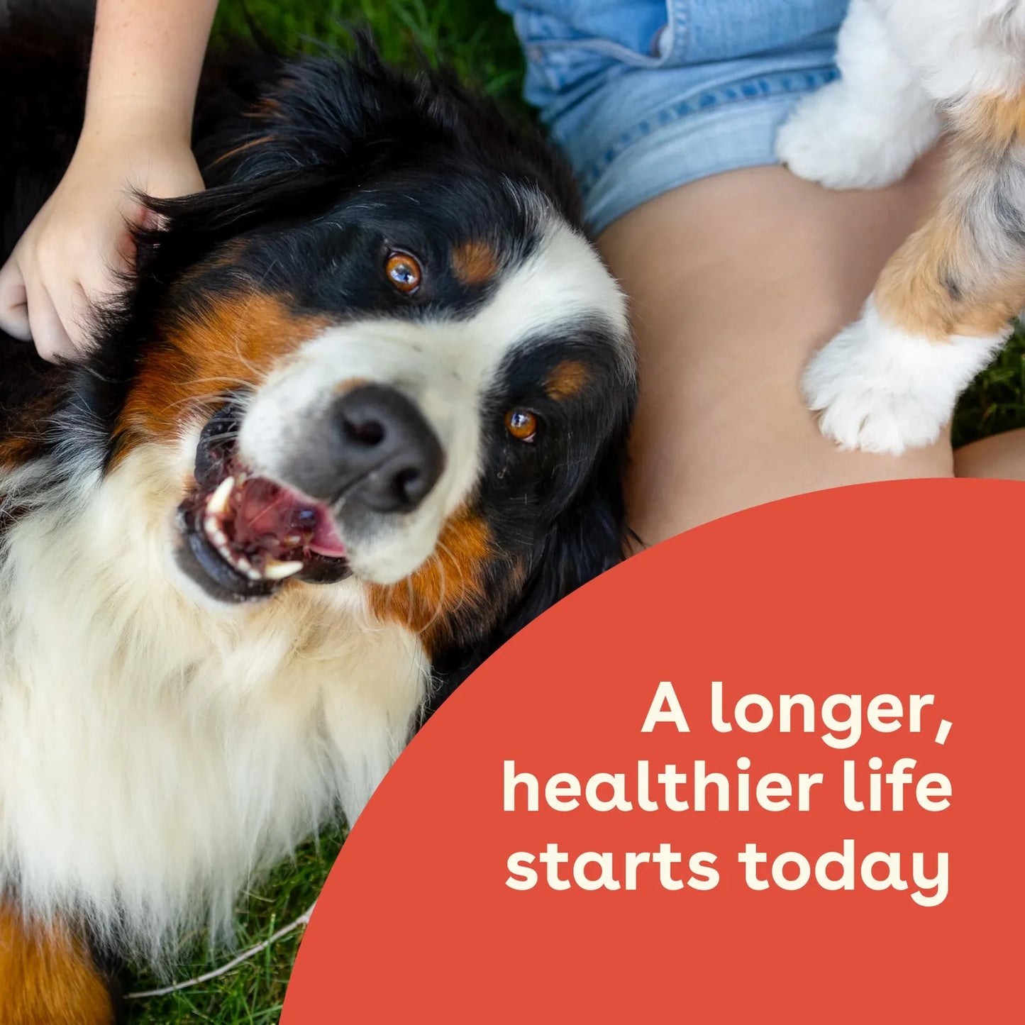 Suplemento Salud Intestinal E Inmunidad Para Perros Sabor Mantequilla De Maní 60 Masticables