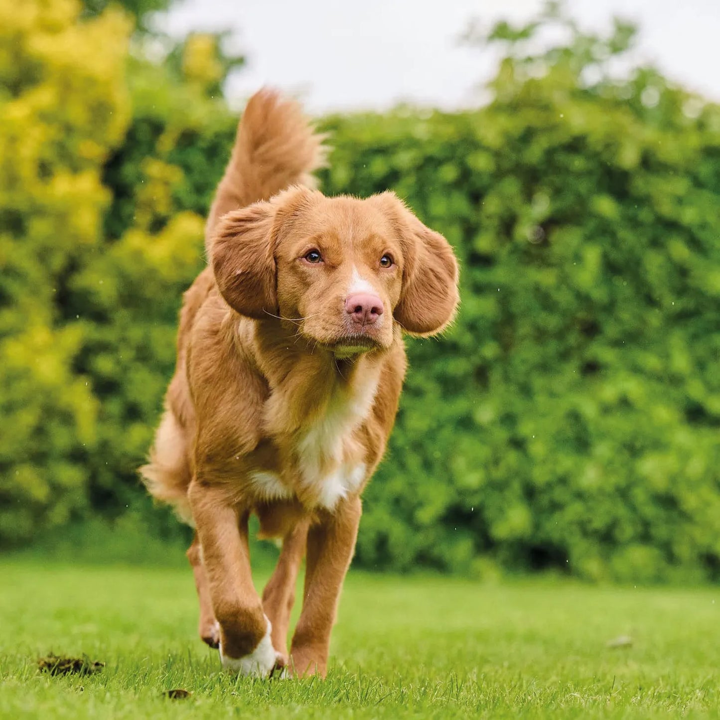 Vitaminas Para Perros Top 10 180 Tabletas Complemento Nutricional