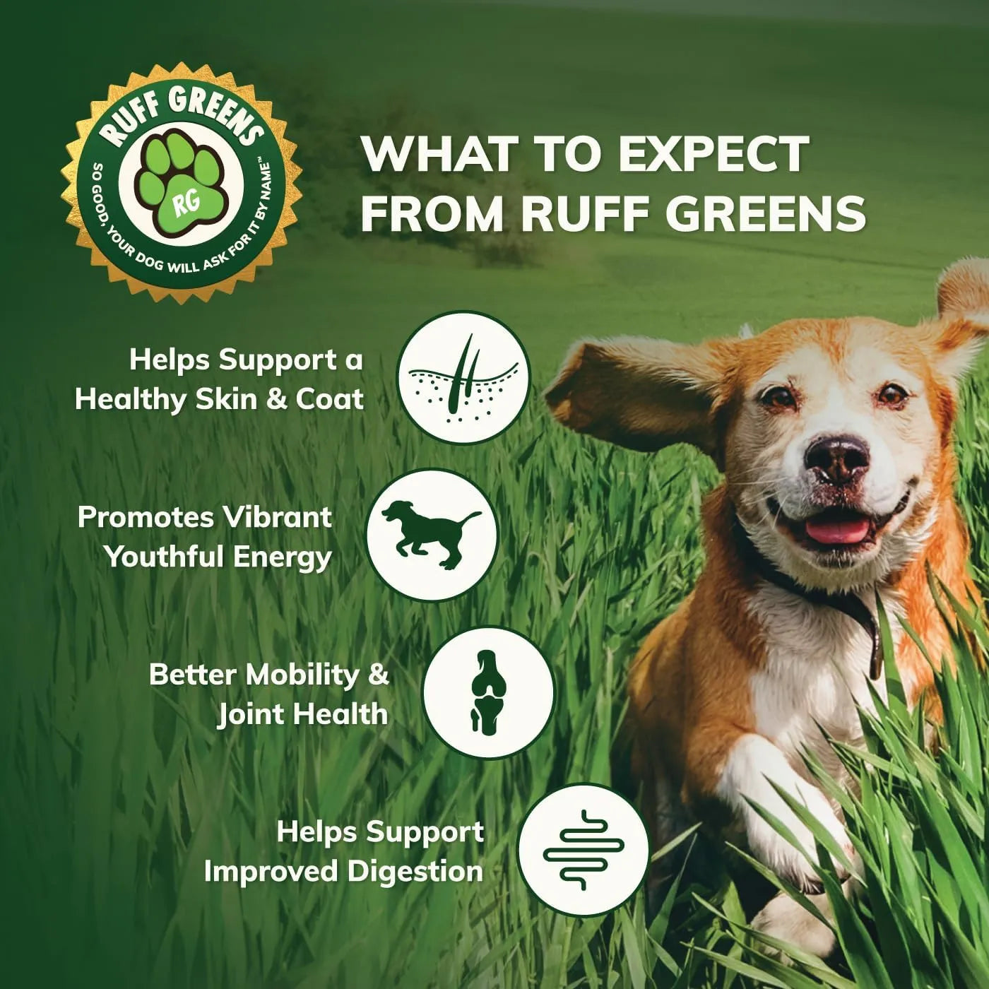Suplemento En Polvo Para Perros Con Probióticos Y Enzimas Digestivas Mejora Articulaciones Y Digestión