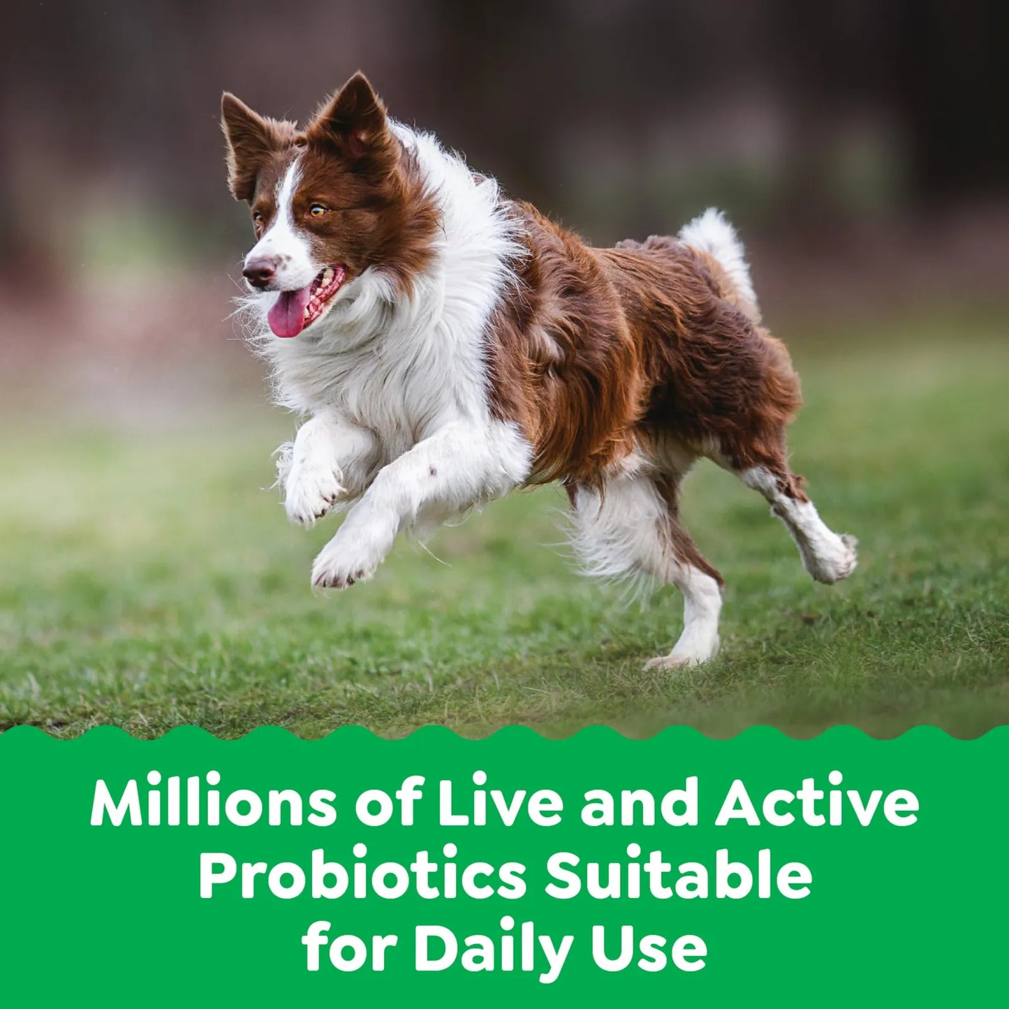Probióticos Para Perros Sabor Pollo GREENIES 80 Masticables Salud Digestiva