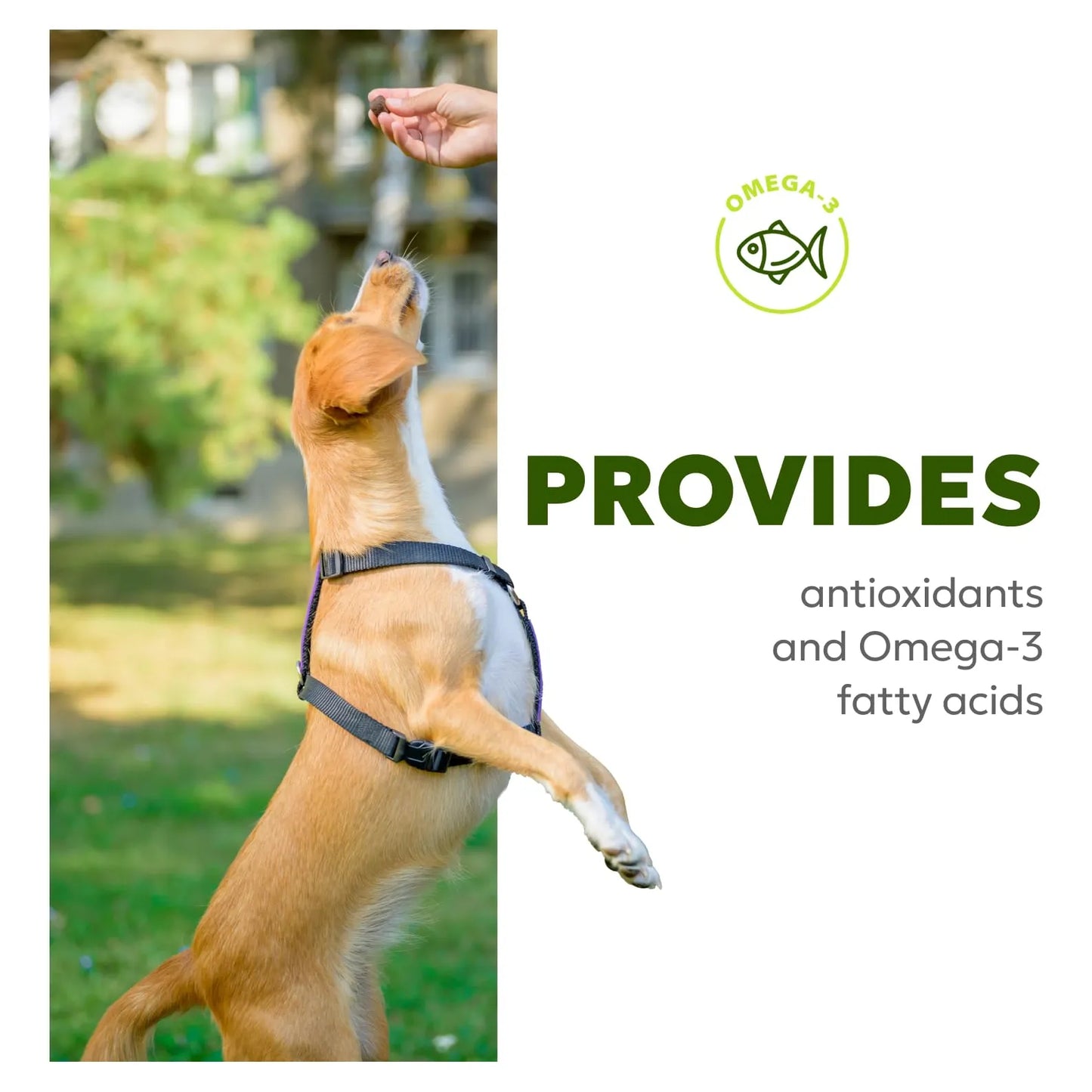 Masticables Suaves Para Perro Con Aceite De Pescado Y Biotina Piel Y Pelaje Brillante