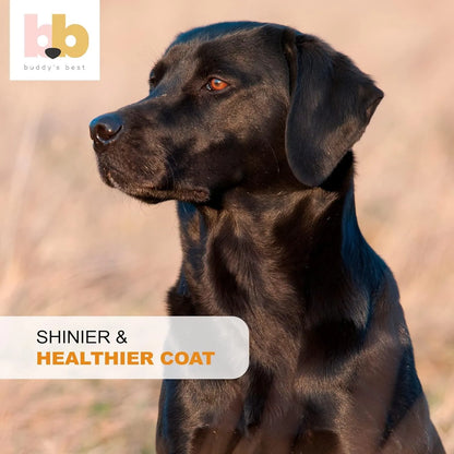 Aceite De Salmón Para Perros Buddys Best 1 Galón Con Bomba Omega 3 Noruego