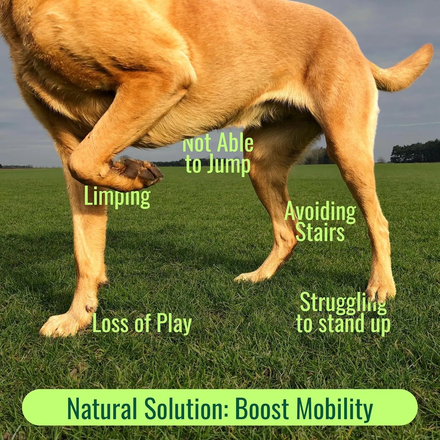 Mejillon De Labios Verdes Antiinflamatorio En Polvo Para Perros Alivia Dolor Articular