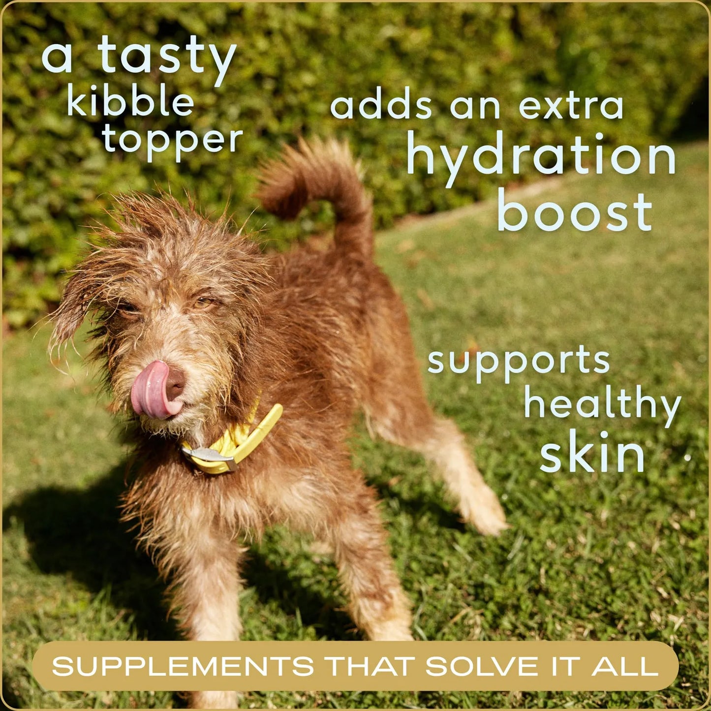 Caldo De Huesos Natural Para Perros Y Gatos Hidratación Y Nutrición Premium