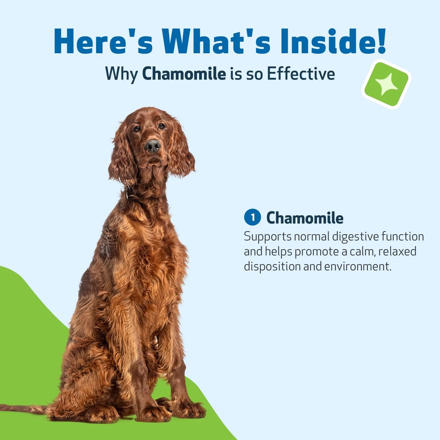 Manzanilla Para Perros Orgánica Digestión Saludable Tranquilidad Suplemento Veterinario