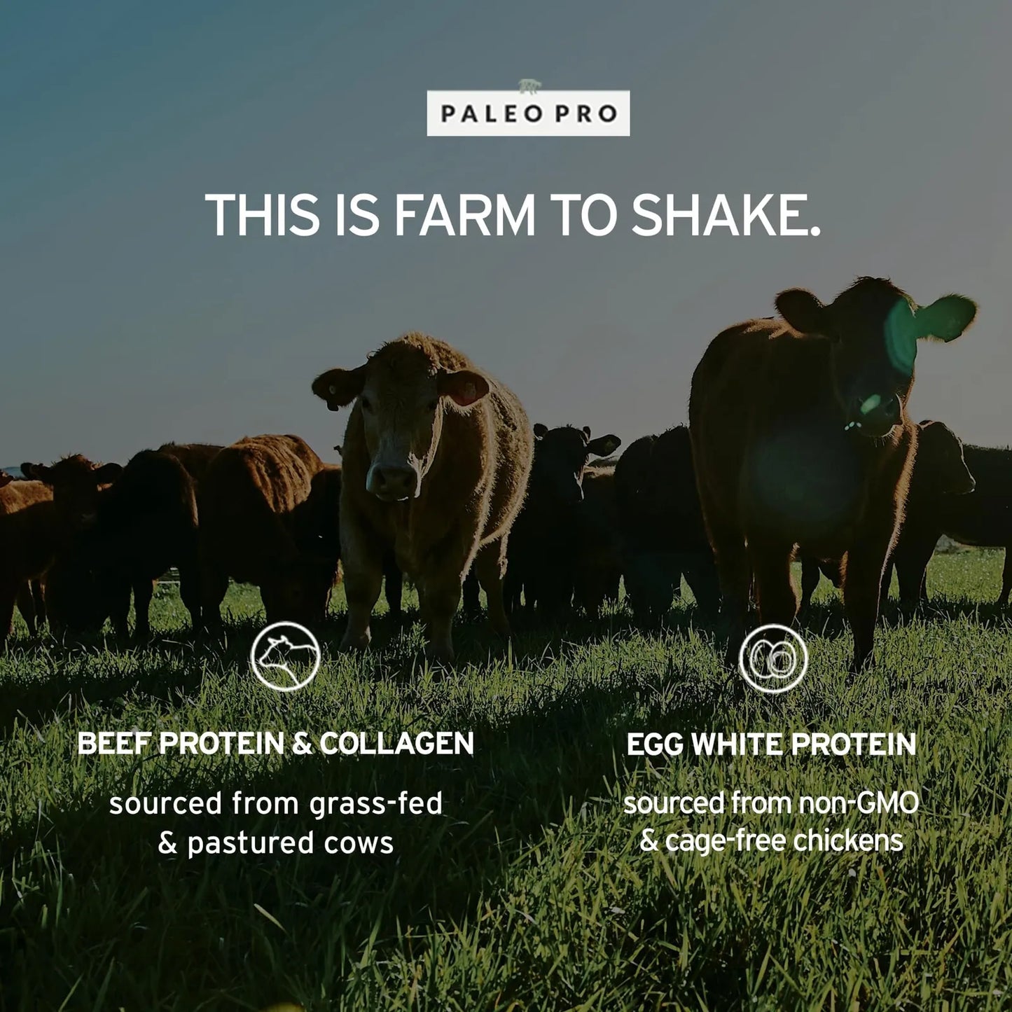 Proteína En Polvo Paleo De Vainilla Alimentada Con Pasto Sin Gluten Ni Lácteos