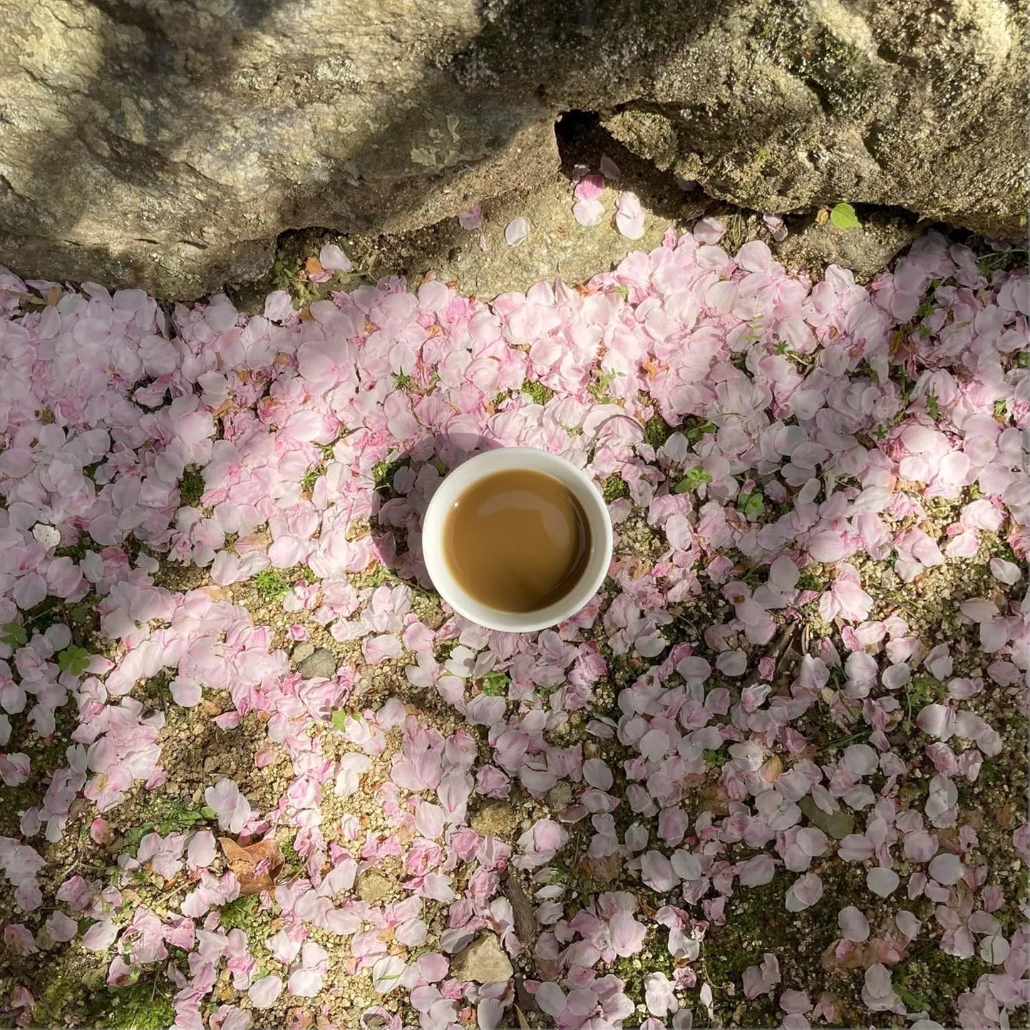 Polvo Orgánico Hojicha Té Verde Japonés Tostado Molido A Piedra 3.5 Onzas