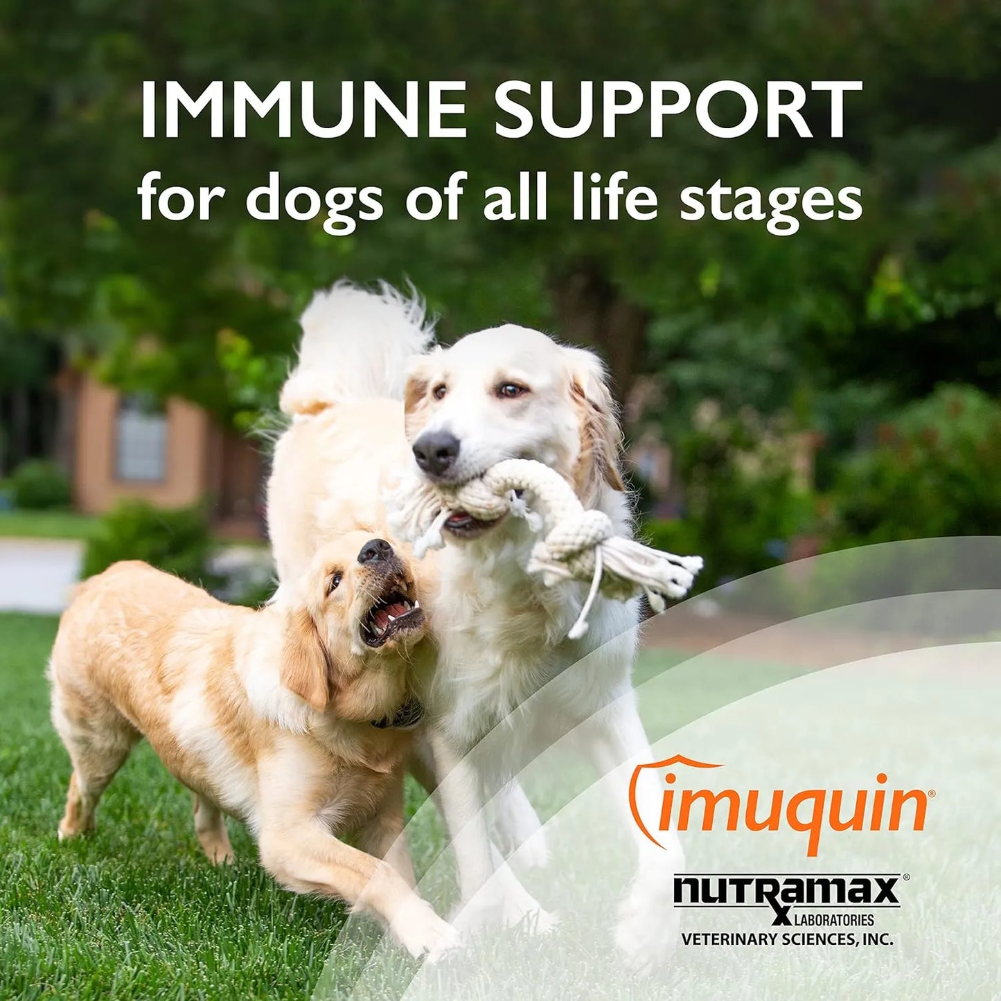 Suplemento Inmunologico Para Perros Con Beta Glucanos Y Omega 3 Nutramax Imuquin 30 Sobres