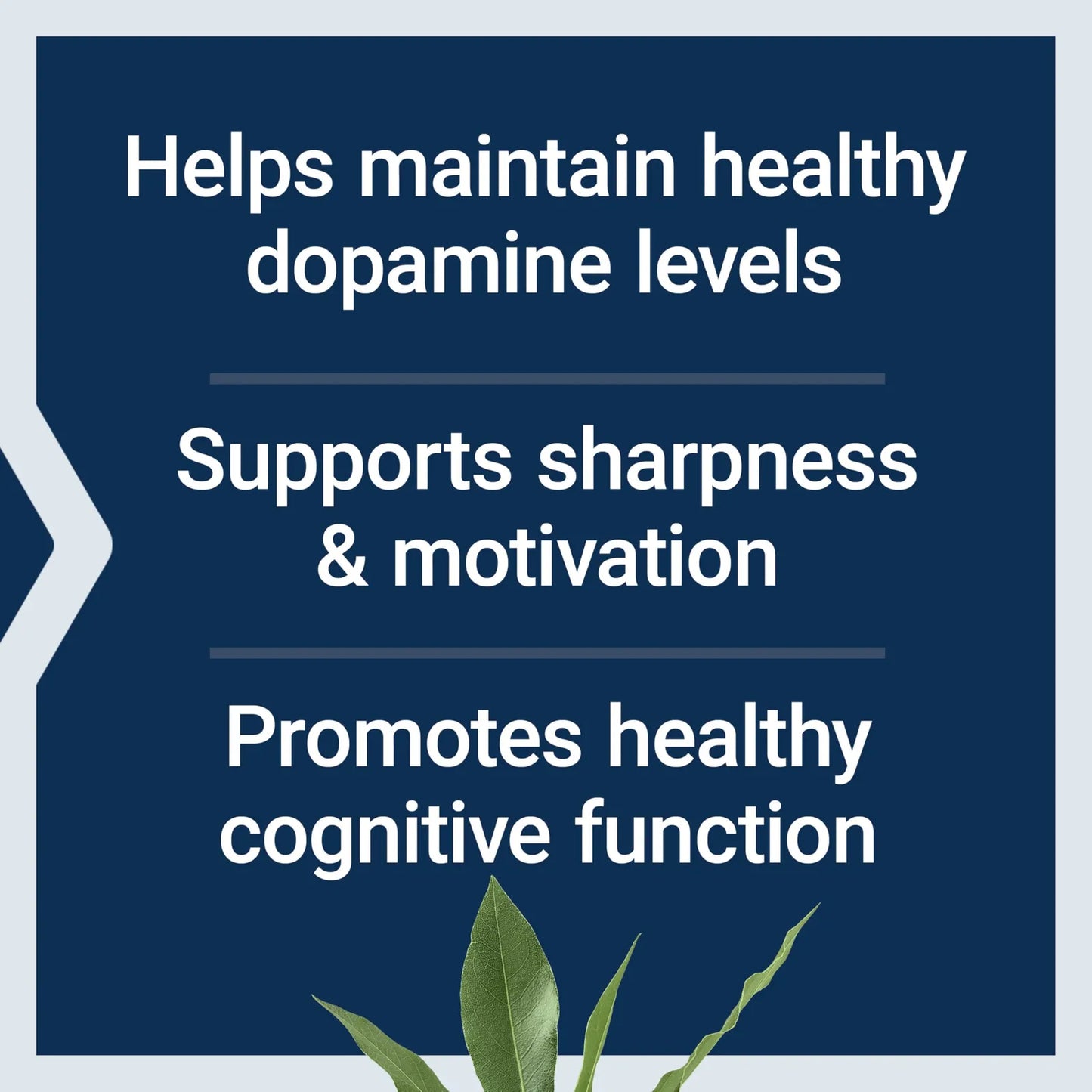 Dopamina Salud Cognitiva Agudeza Mental Motivación Vitamina B12 30 Cápsulas