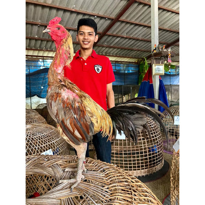 Vita Disuke P500 Tabletas Extracto Hierbas Potenciador Energia Aves Gallos Competencia