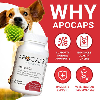Fórmula Apoptógena Para Perros 90 Cápsulas Suplemento Natural