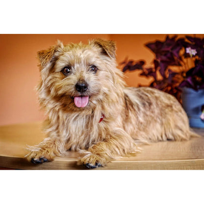 Masticables Dentales Clover Grin Para Perros Elimina Placa Y Mal Aliento Naturalmente