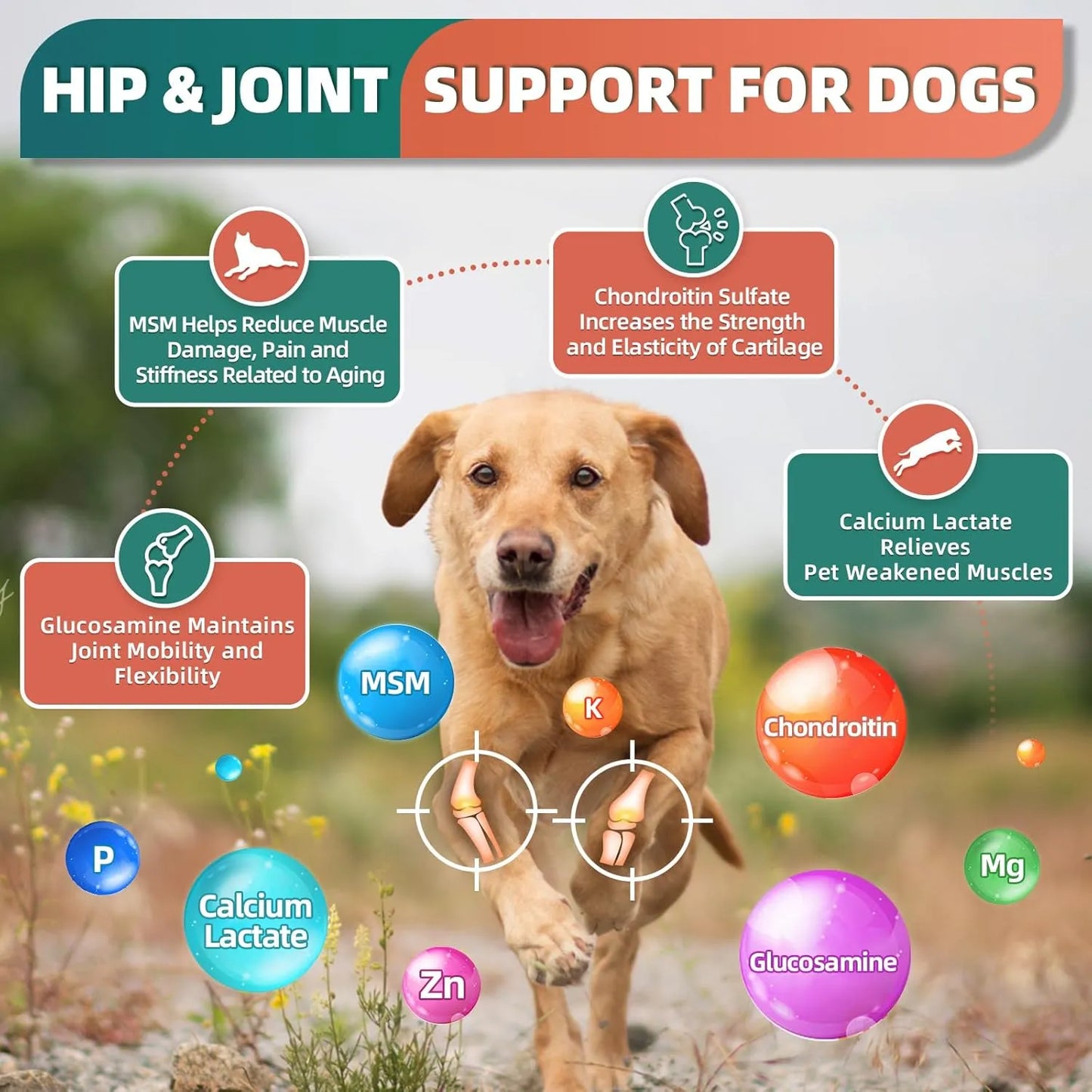 Multivitamínico Perro Glucosamina Omega 3 Minerales Probióti