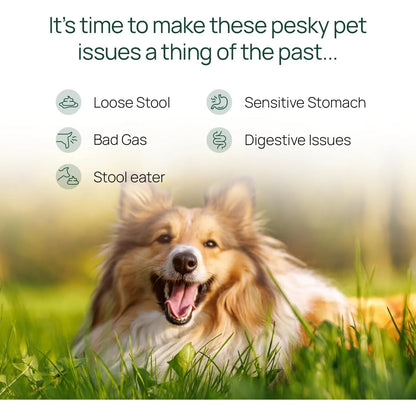 Pawtree Gastro Pro Plus Probióticos Para Perros Y Gatos Digestión Sensible Y Heces Firmes