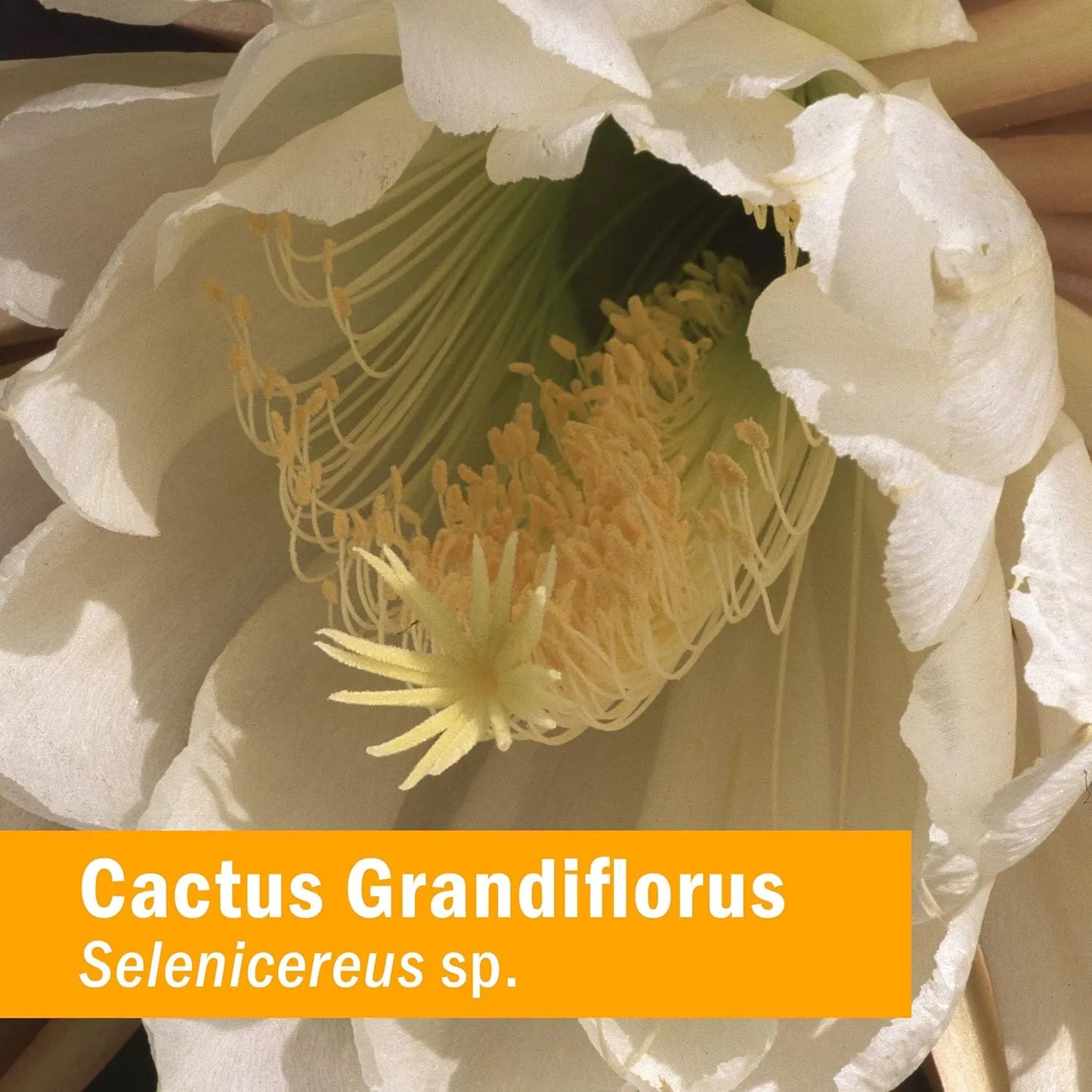 Extracto Liquido Cactus Grandiflorus Herb Pharm 4 Onzas Apoyo Cardiovascular