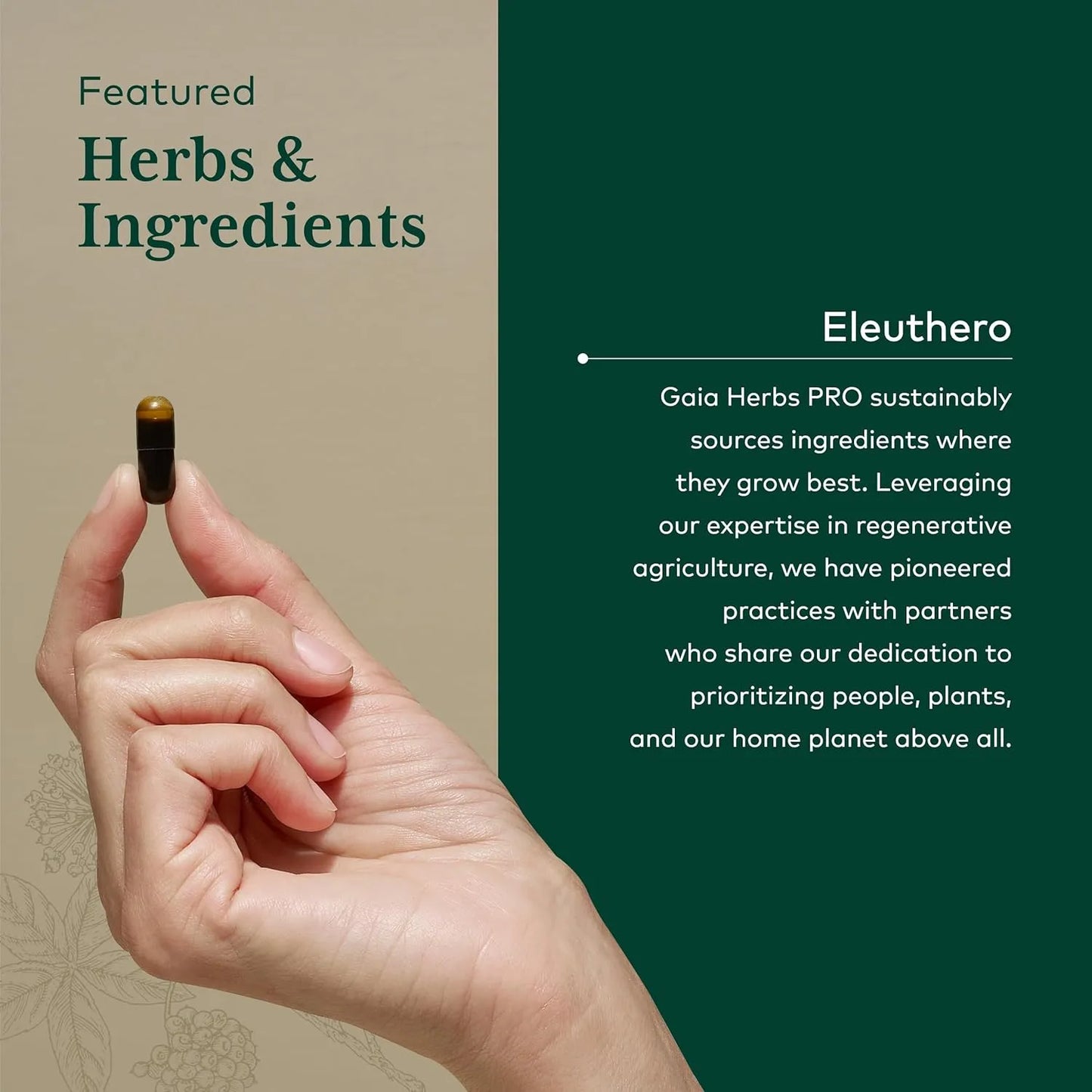 Cápsulas De Raíz De Eleuterococo Gaia Herbs PRO Energía Natural Y Resistencia Al Estrés 60 Fito Cápsulas