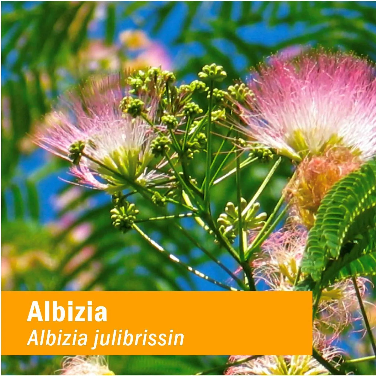 Extracto Líquido De Albizia 30 Ml Apoyo Sistema Nervioso Natural
