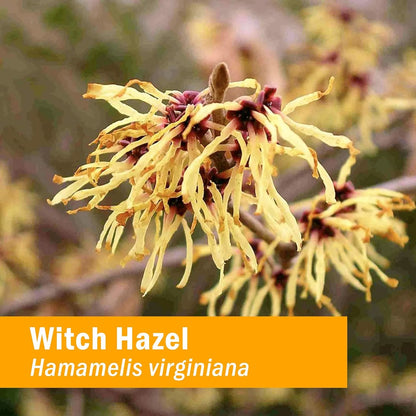 Extracto Liquido De Hamamelis 30ml Puro Natural Vegano Sin Gluten