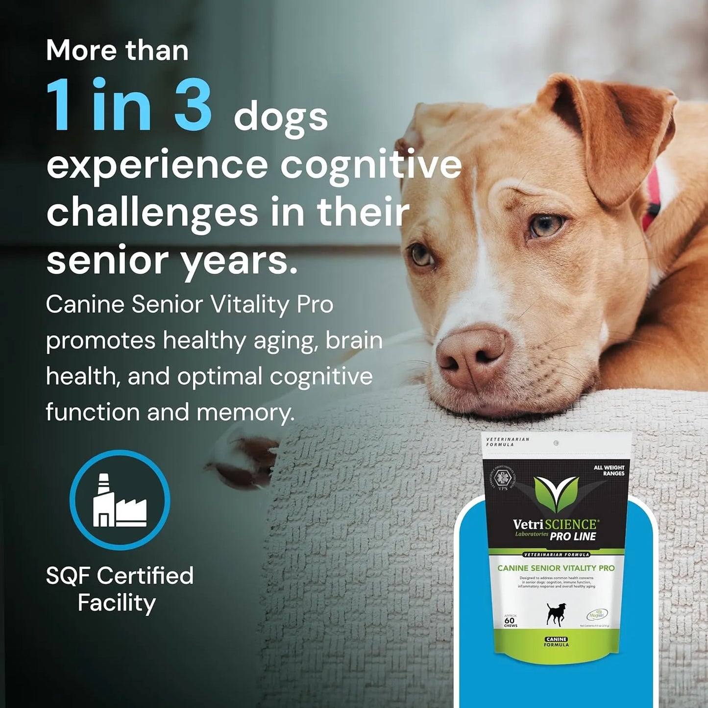 Vitalidad Avanzada Para Perros Mayores Apoyo Inmunológico Y Cerebral VetriScience