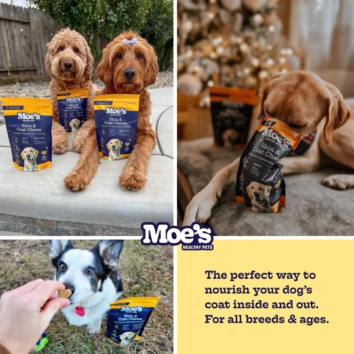 Aceite De Salmón Salvaje Para Perros Omega 3 6 9 Piel Brillante Y Saludable
