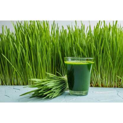 Polvo De Pasto De Trigo Orgánico De Nueva Zelanda 200g Vegano Sin Gluten