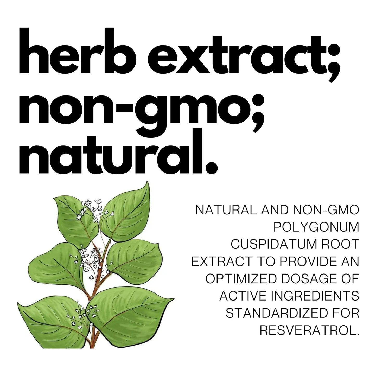 Capsulas Resveratrol 99 Pureza Trans Resveratrol Extracto Knotweed Japonés 60 Caps