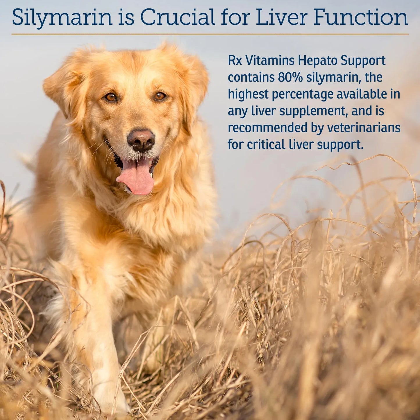 Suplemento Hepato Support Para Perros Y Gatos Con Cardo Mariano Y Vitaminas B