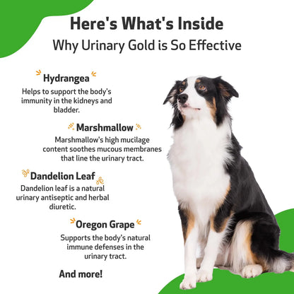 Oro Urinario Para Perros Pet Wellbeing Suplemento Salud Tracto Urinario