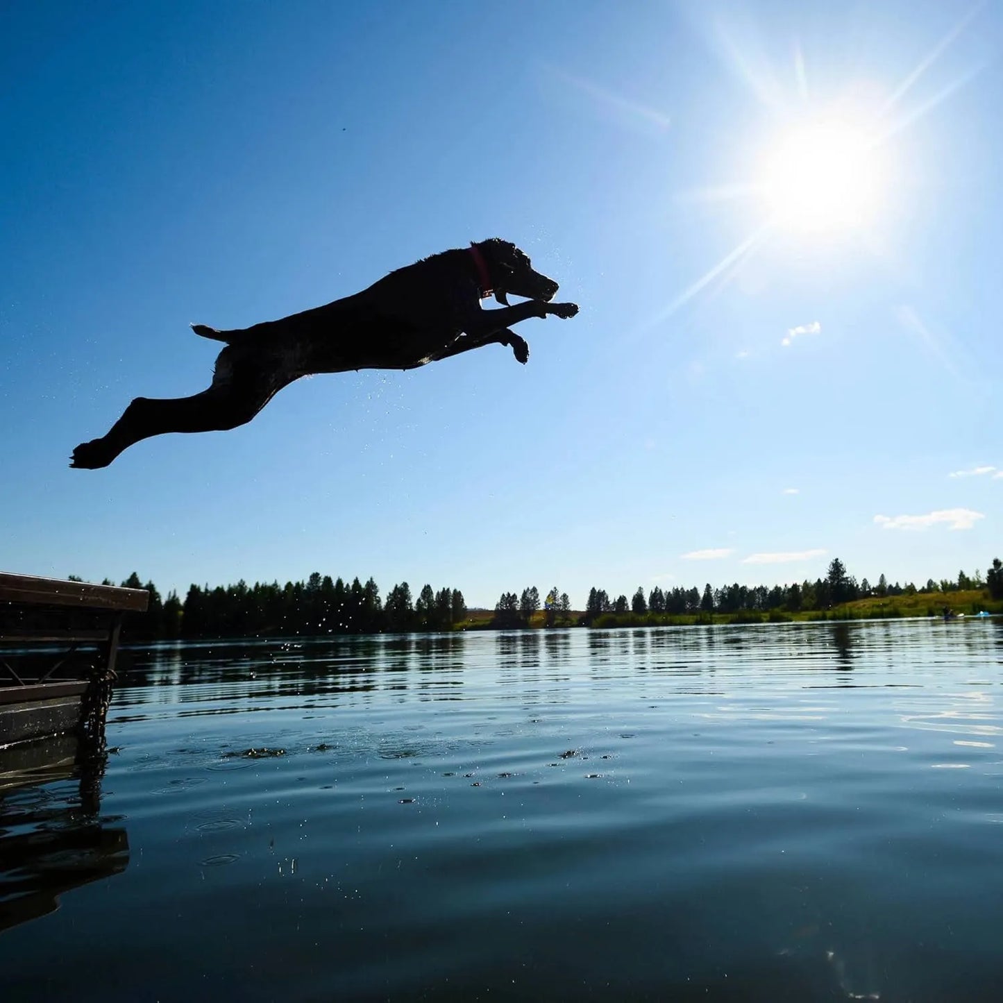 Multivitaminico Para Perros Con Soporte Articular Vitaminas Y Glucosamina