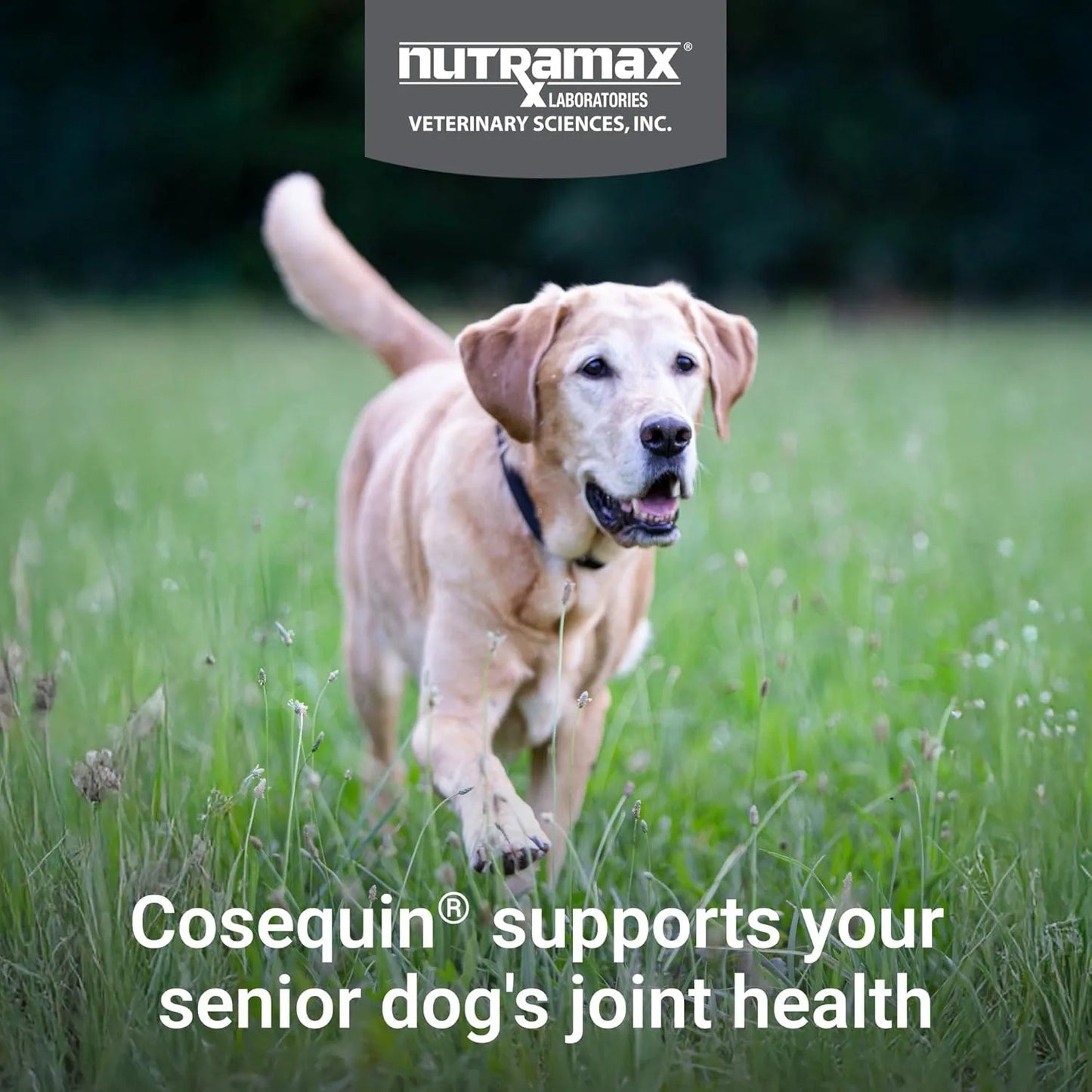 Suplemento Articular Para Perros Mayores 60 Masticables Suaves Con Glucosamina Y Omega3