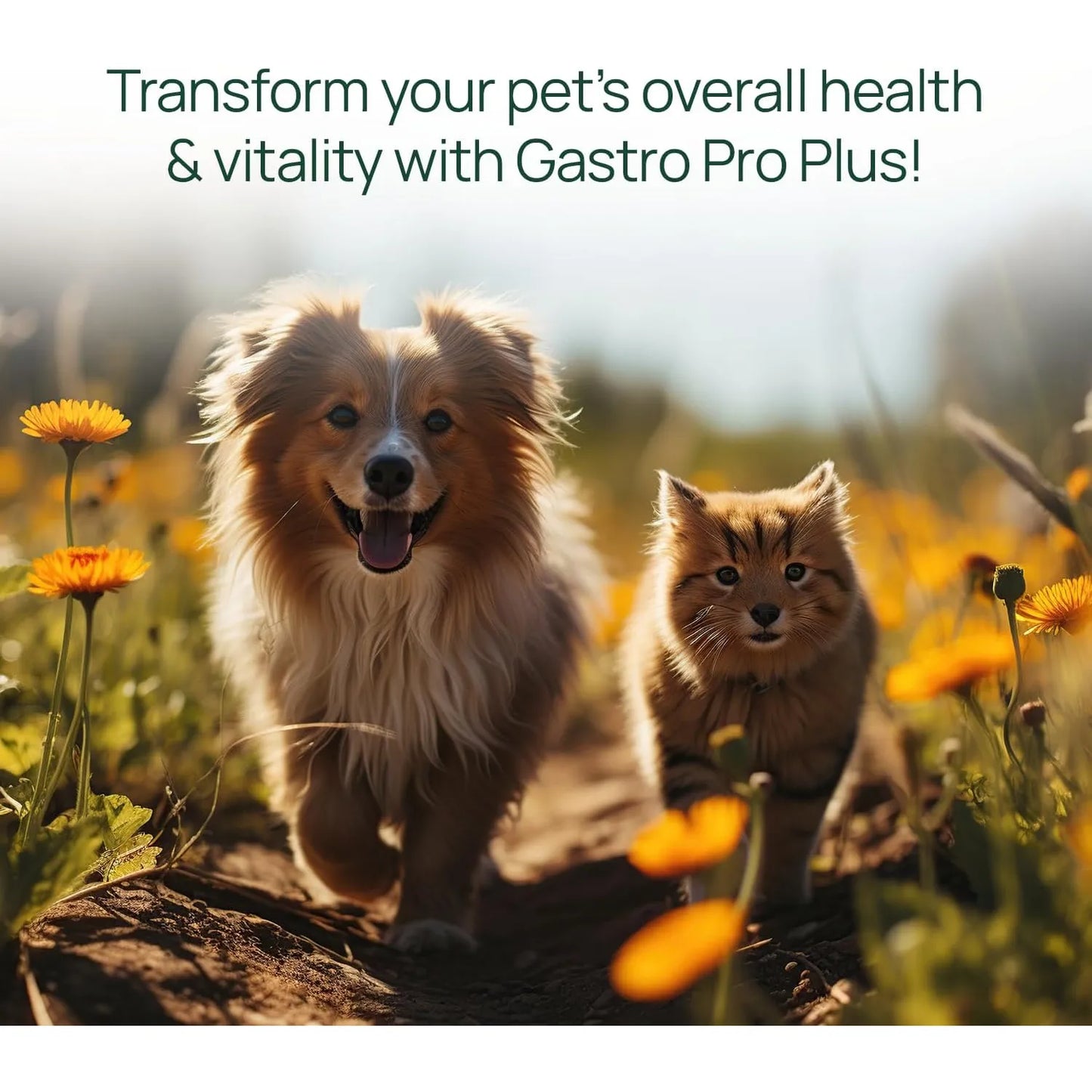 Pawtree Gastro Pro Plus Probióticos Para Perros Y Gatos Digestión Sensible Y Heces Firmes