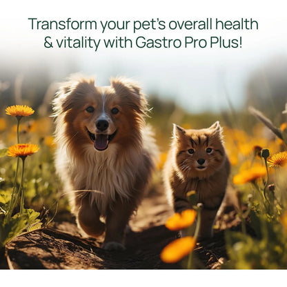 Pawtree Gastro Pro Plus Probióticos Para Perros Y Gatos Digestión Sensible Y Heces Firmes