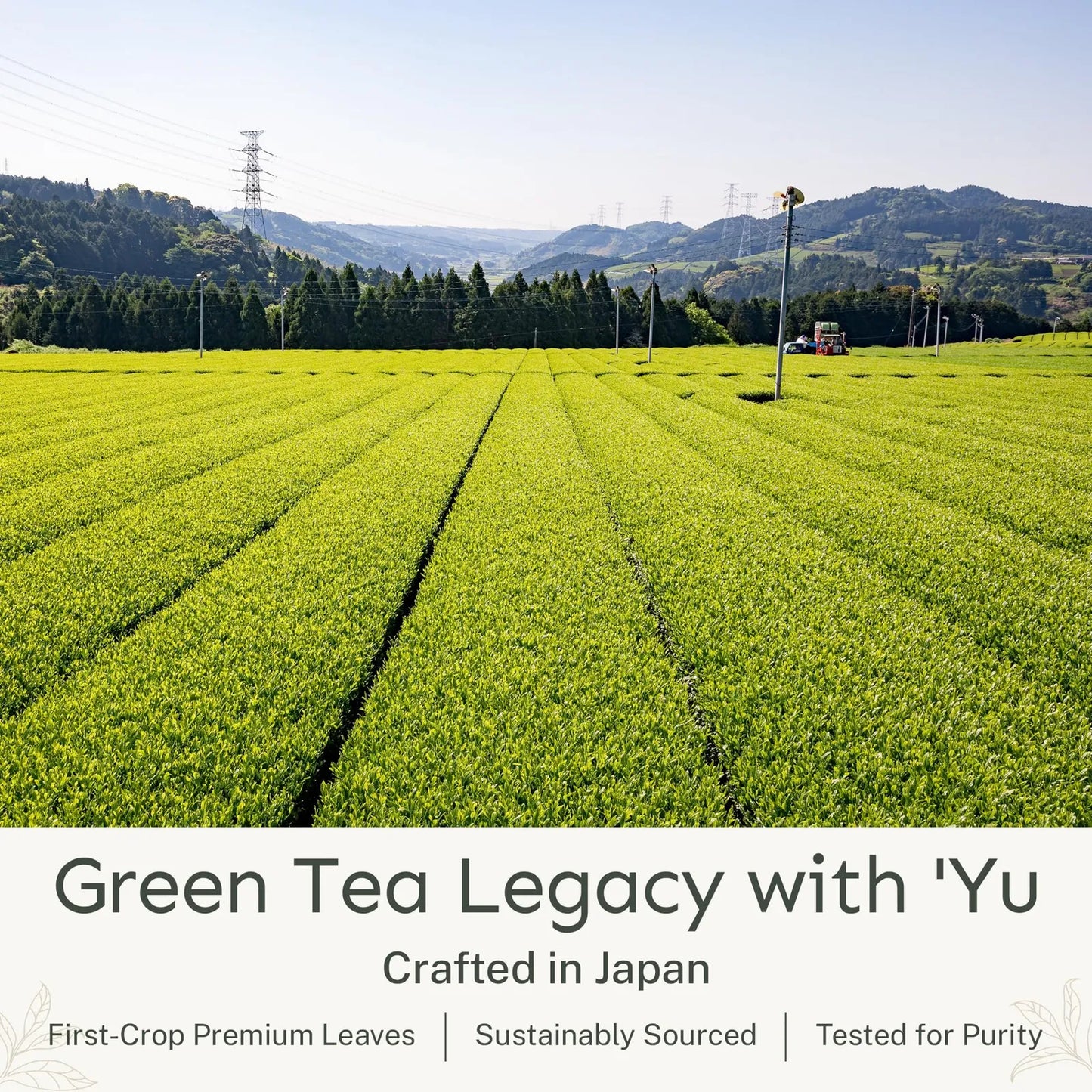 Té Orgánico Matcha En Polvo Grado Ceremonial Primera Cosecha Antioxidantes 50 Bolsas
