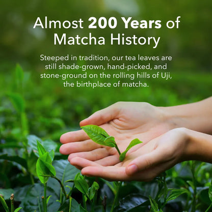 Té Matcha Orgánico En Polvo 100 Gramos Antioxidante Energizante Natural