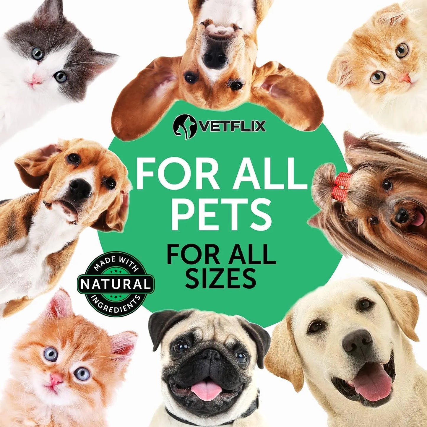 Tratamiento Tos Perrera Perros Gatos Hoja Gordo Saúco Alivio Natural