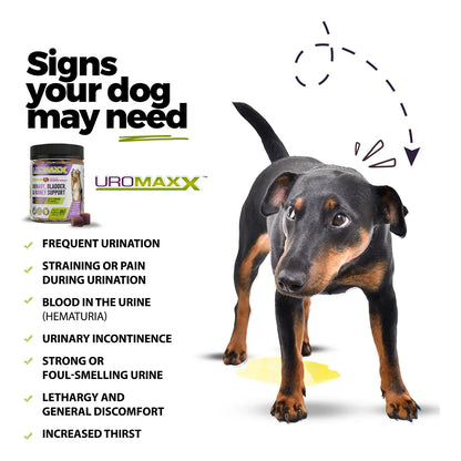Tratamiento Natural Para Infecciones Urinarias En Perros Con Extracto De Arándano Y Vitamina C