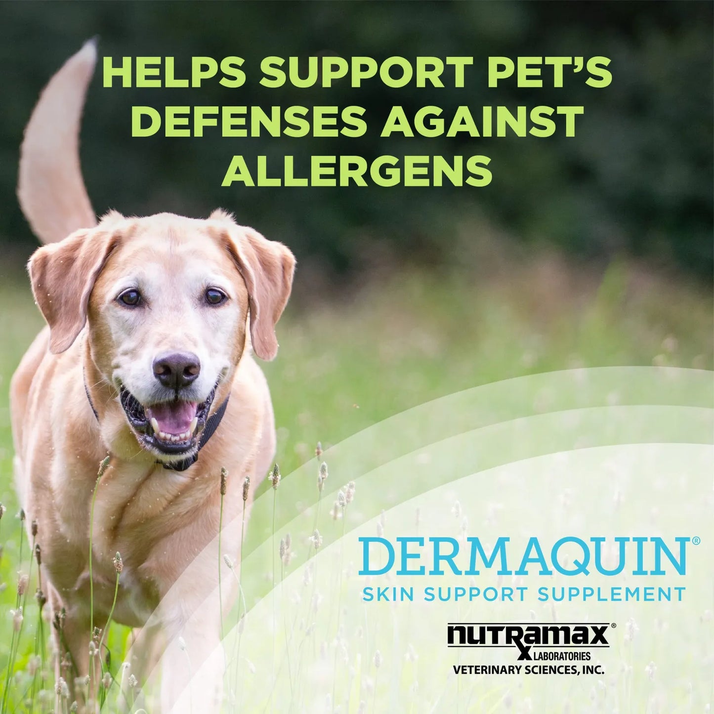 Nutramax Dermaquin Suplemento Piel Perros Grandes 60 Masticables