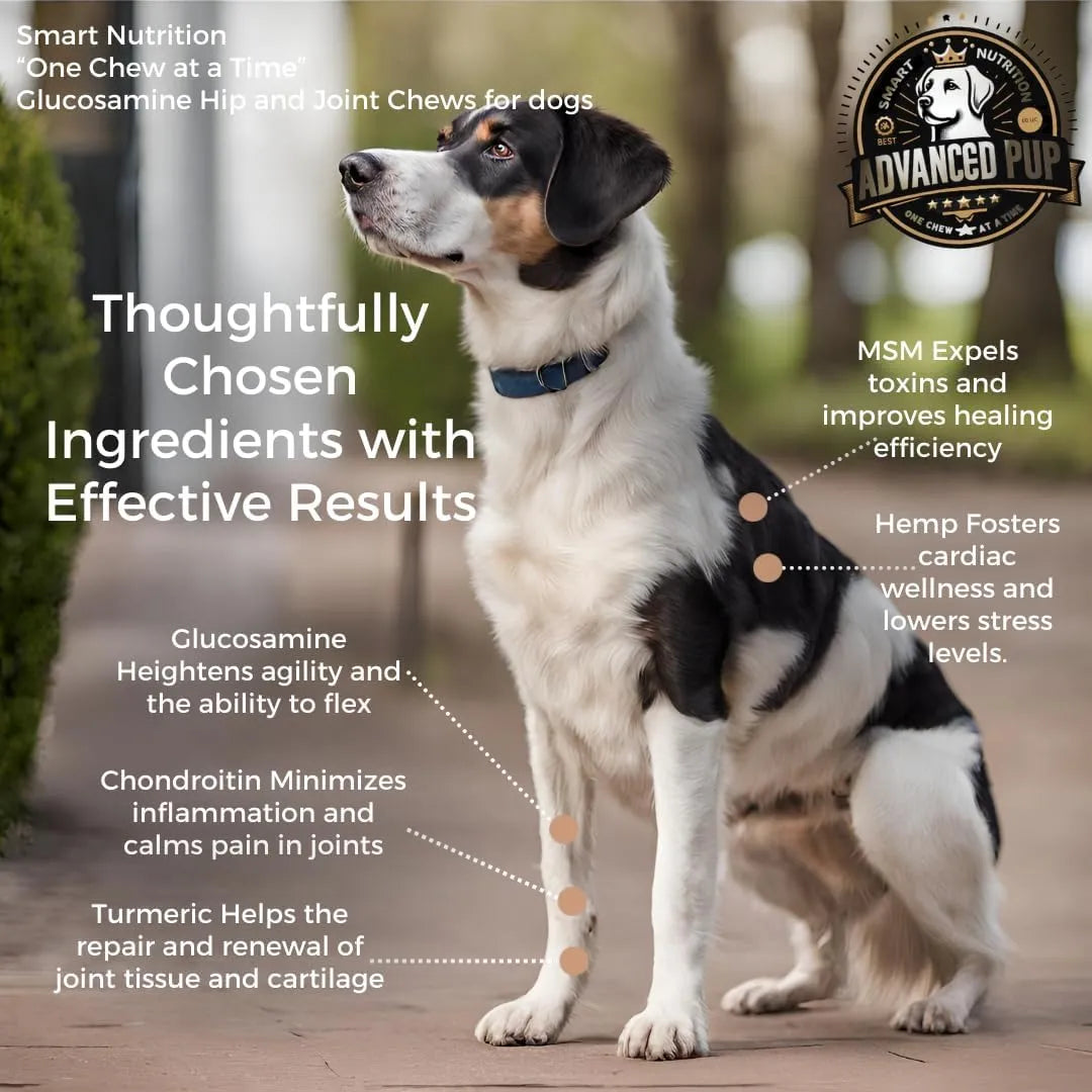 Suplemento Articular Condroitina Msm Cúrcuma Para Perros Alivia Dolor Y Rigidez