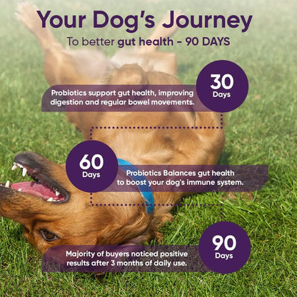 Probiótico 3 En 1 Para Perros Con Calabaza Mejora Digestión Y Salud Intestinal 90 Unidades