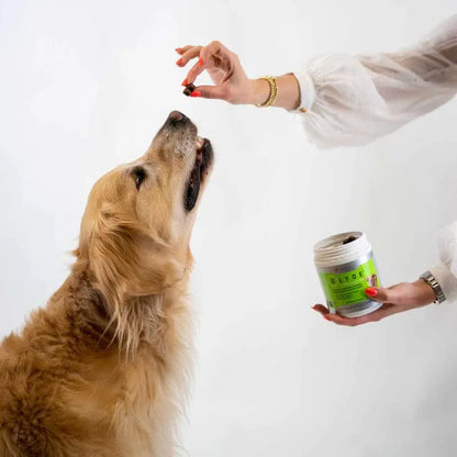 Masticables Para Perros Apoyo Articulaciones 60 Unidades Mejillon Glucosamina Omega3