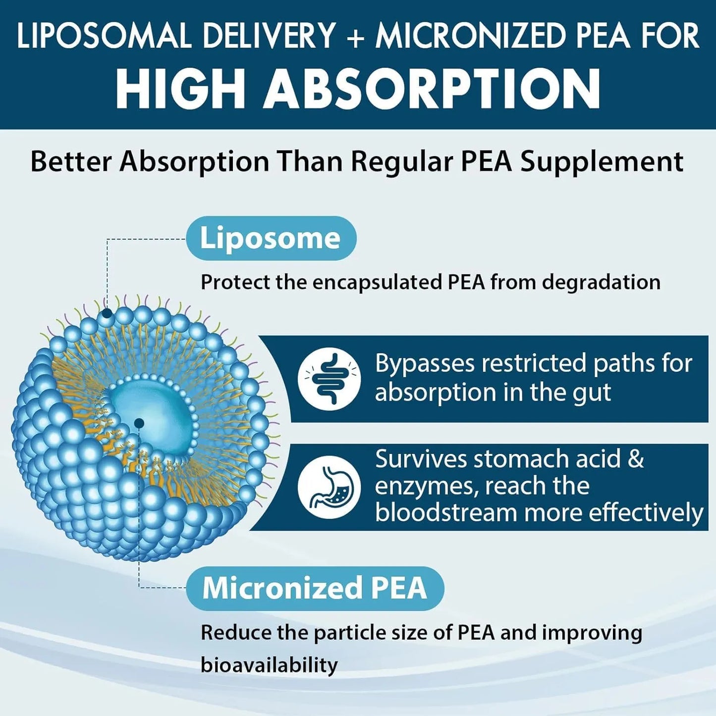 Palmitoiletanolamida Liposomal 1300 Mg Con Luteolina 100 Mg Absorcion Superior 120 Capsulas