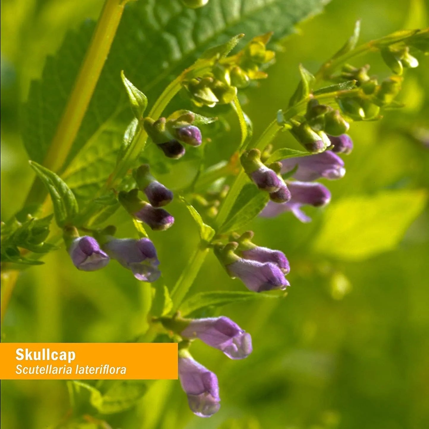 Extracto Liquido Organico De Skullcap Apoyo Sistema Nervioso 4 Onzas