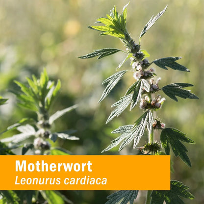 Extracto Liquido Organico De Motherwort 120 Ml Soporte Endocrino
