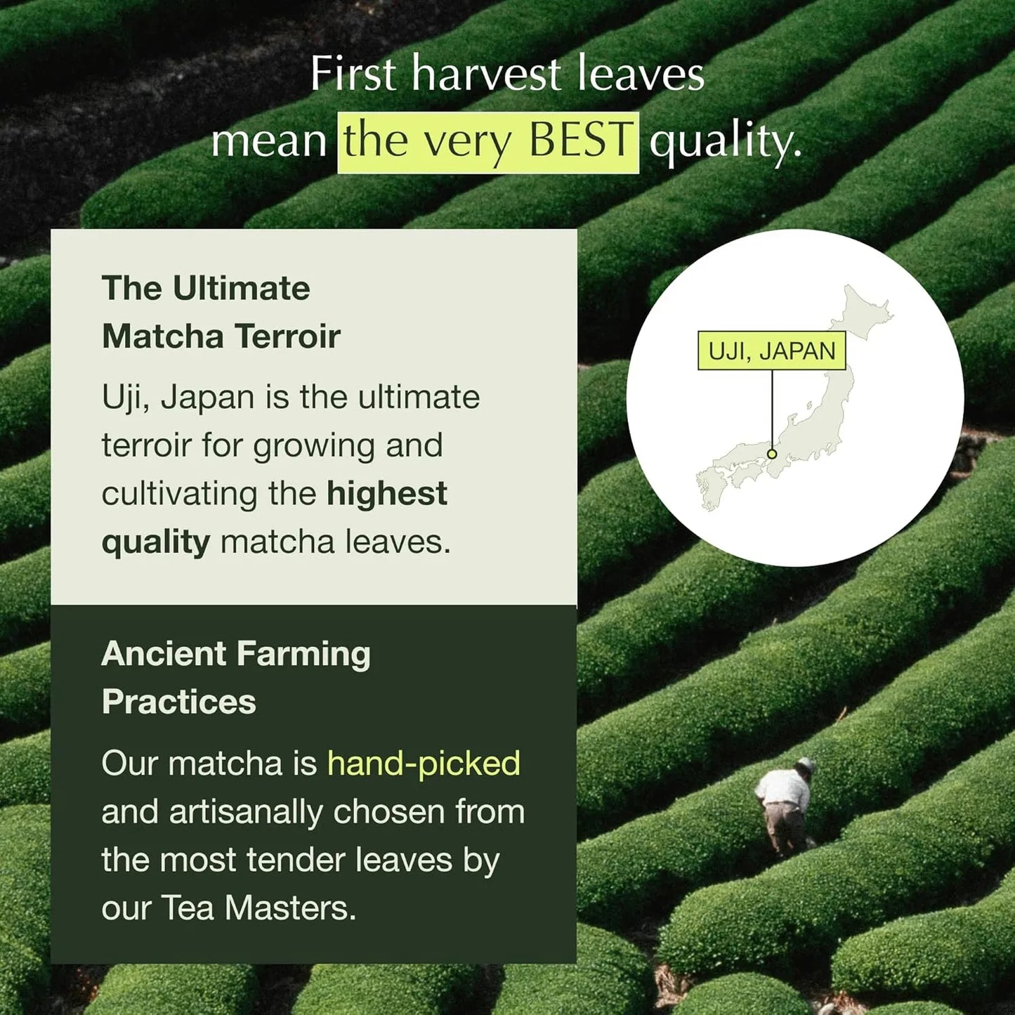 Té Verde Matcha Ceremonial Orgánico Japonés De Uji 60g Energía Natural Y Sabor Premium